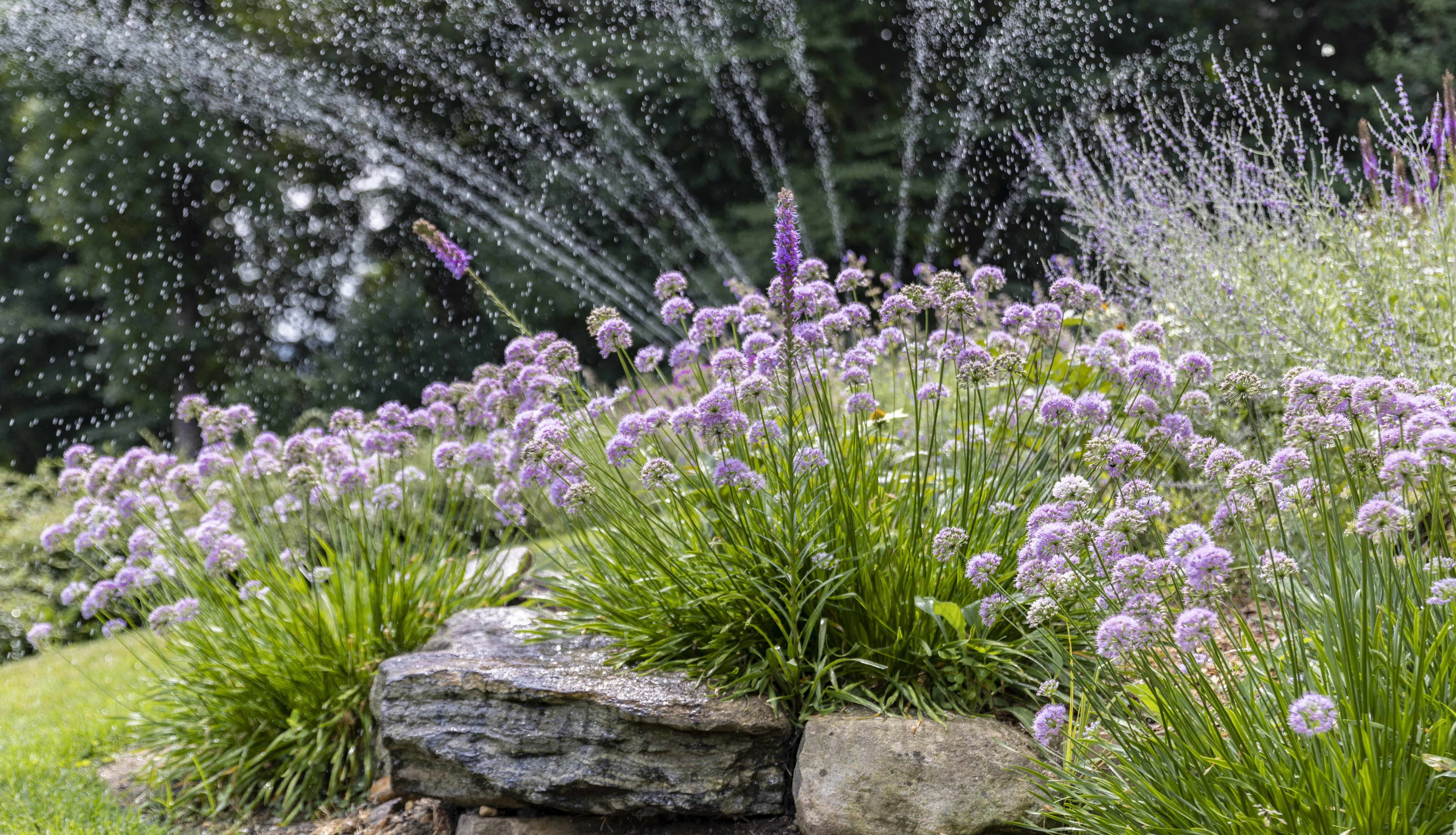 landscaping by Wonderland Tree Care